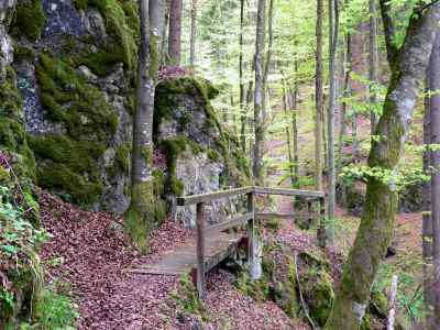 Schutzwald am Waldlehrpfad in Kipfenberg im Altmühltal